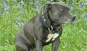 English Staffy
